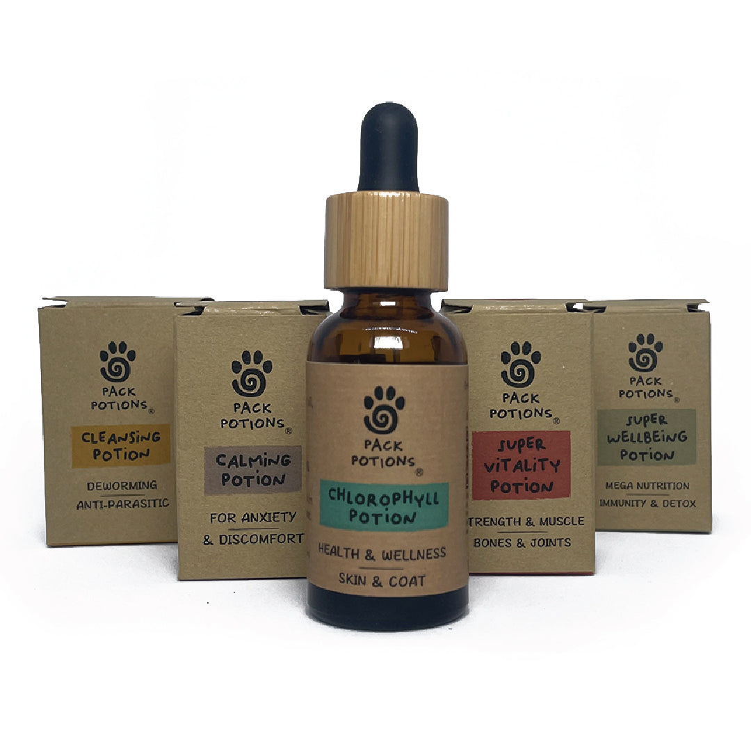 Skin & Coat Repair Bundle (Dogs)