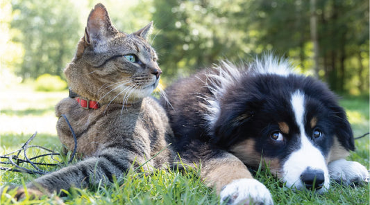 3 Simple Ways to Naturally Heal Your Dog or Cat