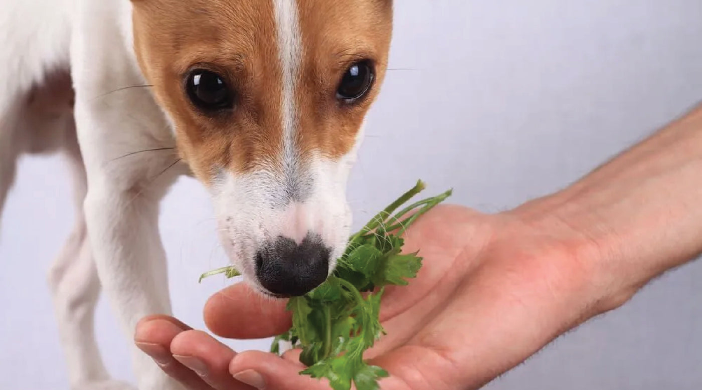5 Benefits of Parsley for Dogs