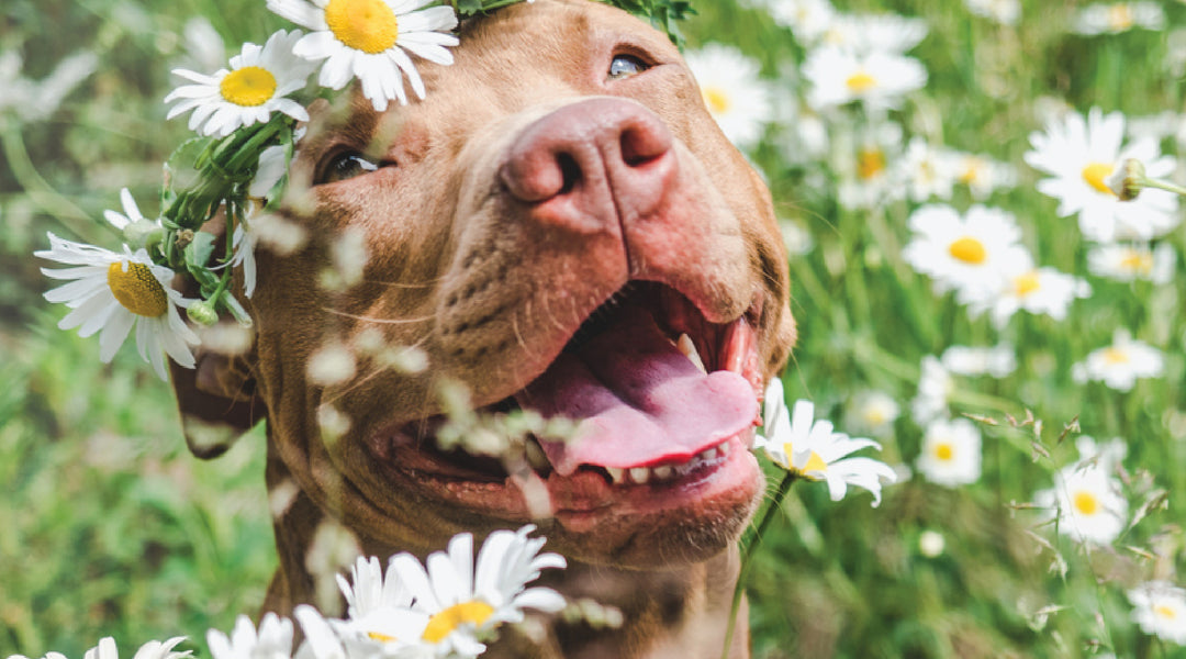 6 Benefits of Chamomile for Dogs