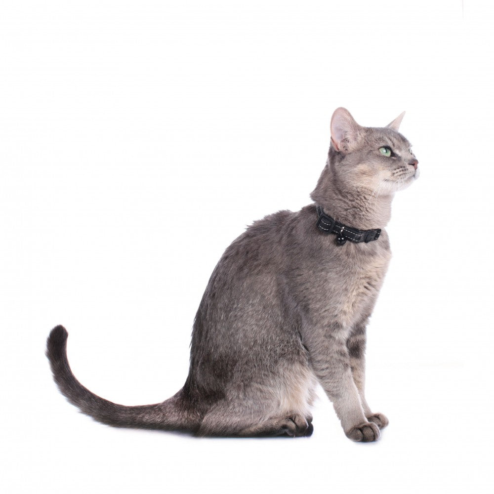 Hunting Collar (Cats)